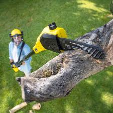 Why Choose Our Tree Removal Services in Ewa Gentry, HI?